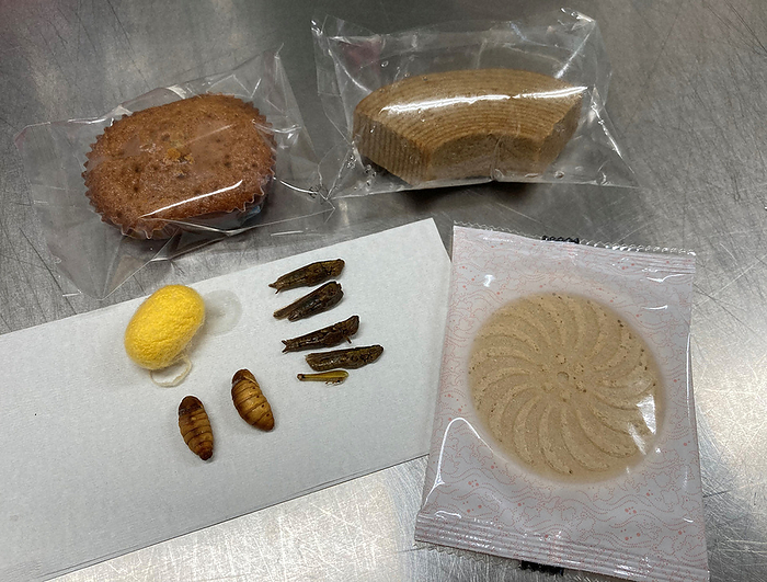 Edible locusts and silkworms and confections using insects Edible locusts, silkworms, and confections using insects at Nagoya Women s University in Nagoya, April 19, 2023  photo by Shinichiro Kawase.