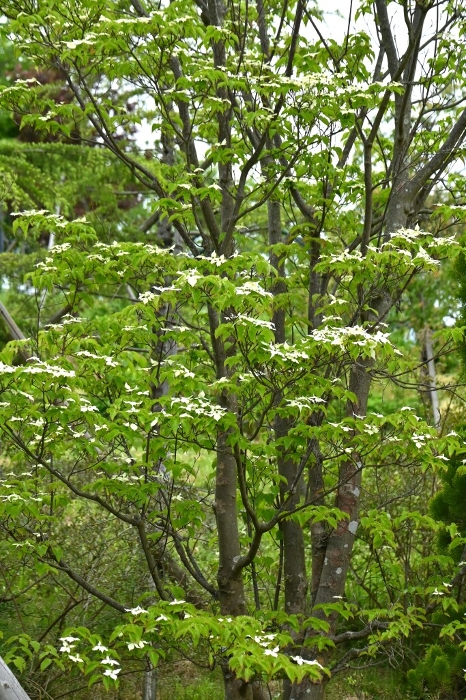 Yamaboshi flower, 4-petaled white bracts