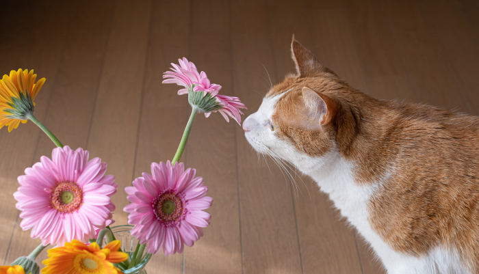 Cat interested in flowers, brown and white