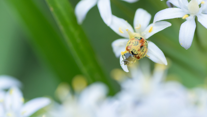 Ladybugs covered in pollen, photographed with a macro lens
