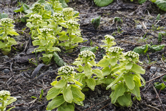 Butterbur sprouts, a famous wild plant in early spring