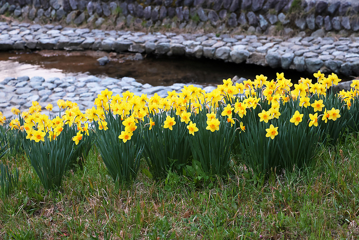 Daffodil (yellow)