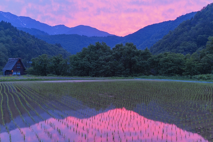 Evening view of paddy fields, Gifu Prefecture