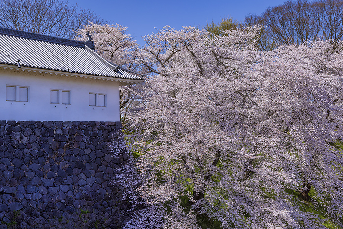 Kasumijo Park in spring