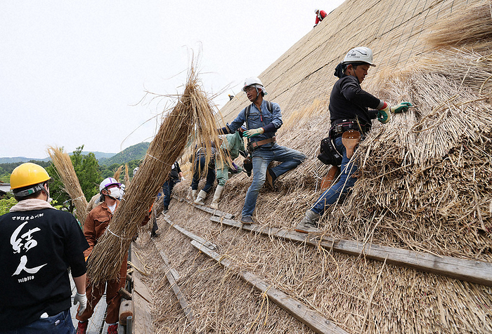 First replacement of the roof of a gassho house by  Yui  in 5 years. The roof of a gassho house was re thatched by  Yui  for the first time in five years at the Meizenji Temple Kori  Attic  in Ogimachi, Shirakawa Village, Gifu Prefecture, at 9:50 a.m. on May 13, 2023  photo by Kimiharu Hyodo .