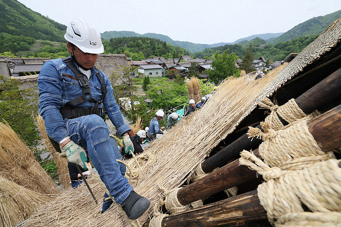 First replacement of the roof of a gassho house by  Yui  in 5 years. The roof of a gassho house was re thatched by  Yui  for the first time in five years at the Meizenji Temple Kori  Attic  in Ogimachi, Shirakawa Village, Gifu Prefecture, at 9:53 a.m. on May 13, 2023  photo by Kimiharu Hyodo .