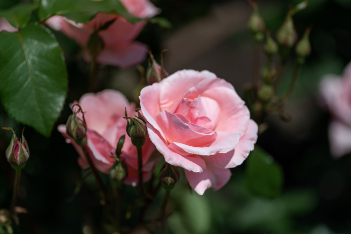 Rose variety Queen Elizabeth in full bloom in a Japanese garden