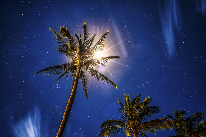 Maui, Hawaii Dramatic shot of a palm tree backlit by a starburst against a starry sky, Makena, Maui, Hawaii, USA