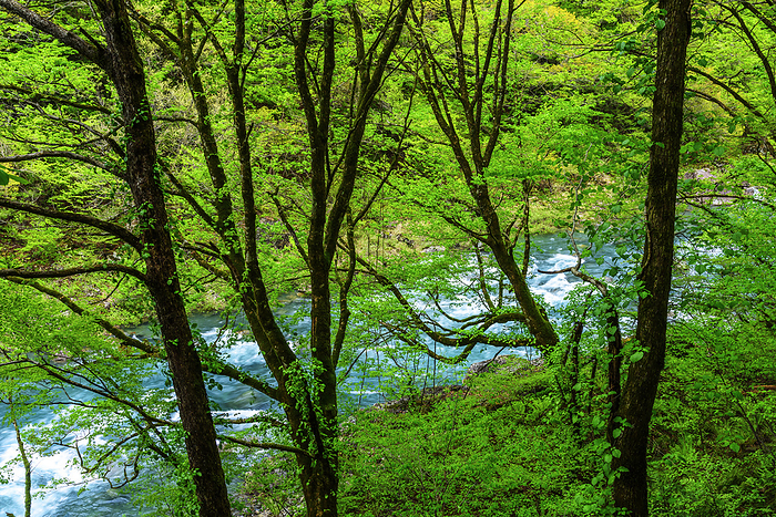 Akita Prefecture Hogaraki Canyon in fresh green