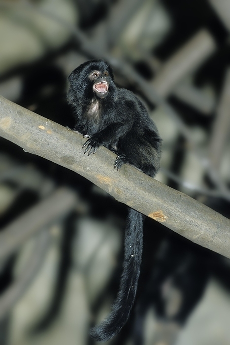 Gerdi monkey  Cercopithecus gerdimonkeyi  Goeldi s Marmoset  Callimico goeldi , South America
