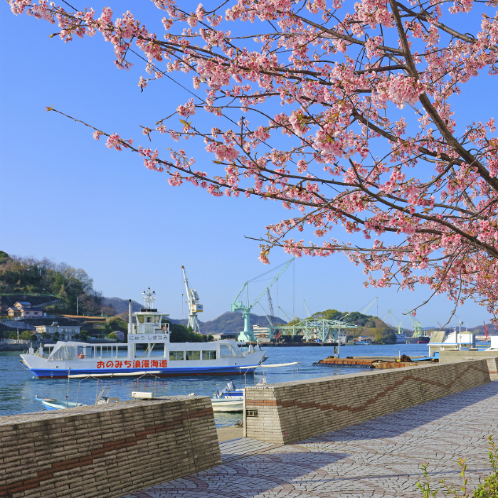 Onomichi Suido Tairyo Cherry Blossom ( East side of Onomichi Ferry Pier )