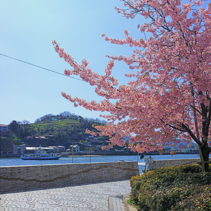 Onomichi Suido Kawazu Cherry Blossom ( East side of Onomichi Ferry Pier )