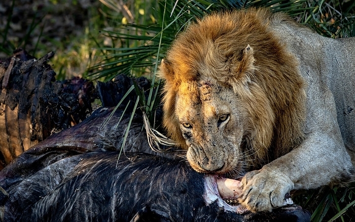 Londolozi Game Reserve,South Africa,Male lion, Panthera leo, feeding on a kill. Male lion, Panthera leo, feeding on a kill.