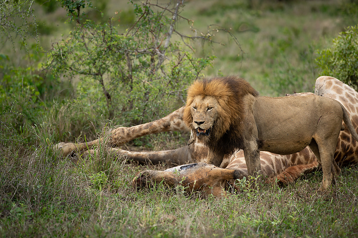 Londolozi Wildlife Reserve,South Africa,Male Lion, Panthera leo, feeding on a giraffe carcass. Male Lion, Panthera leo, feeding on a giraffe carcass.