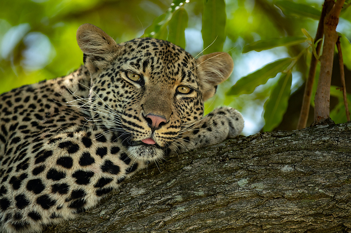 Londolozi Wildlife Reserve,South Africa,A female leopard, Panthera pardus, lying down on a branch. A female leopard, Panthera pardus, lying down on a branch.