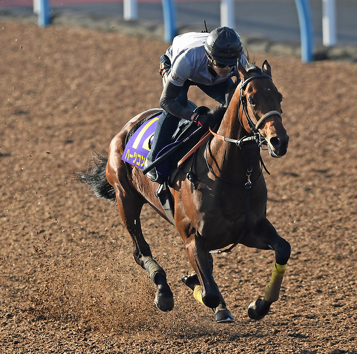 2023 Hearts Concerto, Trial run. May 24, 2023 Horse Racing Training Training Training Hertz Concerto Location Miura Training Center
