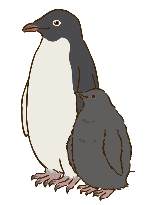Adelie penguin parents and offspring
