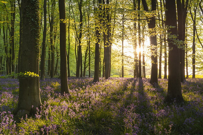 Evening sunshine streaming into a bluebell woodland, West Woods, Wiltshire, England. Spring  May  2022. Evening sunshine streaming into a bluebell woodland in spring, West Woods, Wiltshire, England, United Kingdom, Europe, by Adam Burton