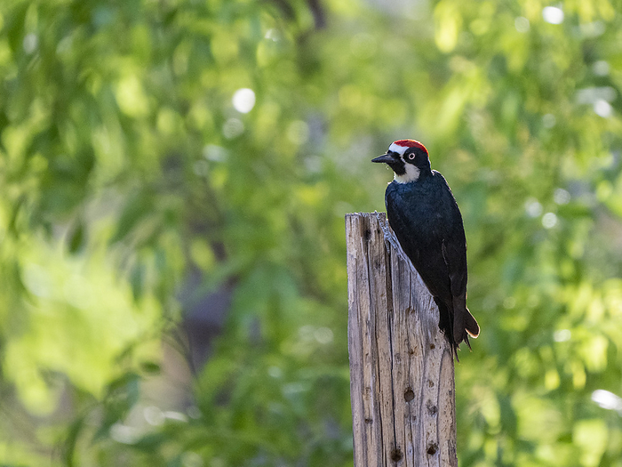 An adult male acorn woodpecker, Melanerpes formicivorous, Madera Canyon, southern Arizona. An adult male acorn woodpecker  Melanerpes formicivorous , Madera Canyon, southern Arizona, Arizona, United States of America, North America, by Michael Nolan