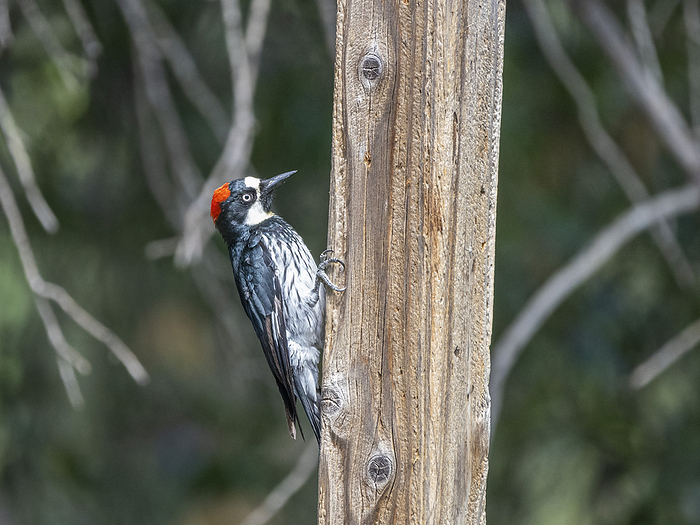 An adult female acorn woodpecker, Melanerpes formicivorous, Madera Canyon, southern Arizona. An adult female acorn woodpecker  Melanerpes formicivorous , Madera Canyon, southern Arizona, Arizona, United States of America, North America, by Michael Nolan