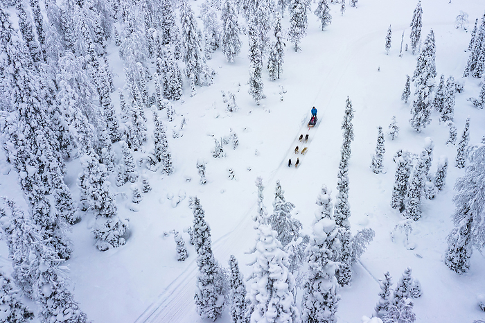 Aerial view of tourists dog sledding in the snowy forest, Lapland, Finland Aerial view of tourists dog sledding in the snowy forest, Lapland, Finland, Europe, by Roberto Moiola