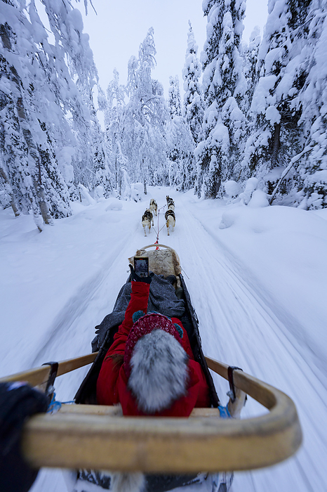 Personal perspective of woman on a sled dog snapping a selfie with smartphone, Lapland, Finland Personal perspective of woman on a sled dog snapping a selfie with smartphone, Lapland, Finland, Europe, by Roberto Moiola