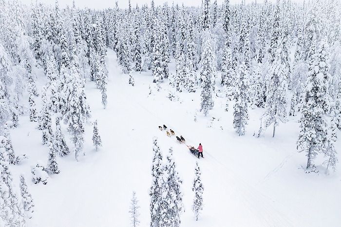 High angle view of dog sled in the white snowy forest, Lapland, Finland High angle view of dog sled in the white snowy forest, Lapland, Finland, Europe, by Roberto Moiola