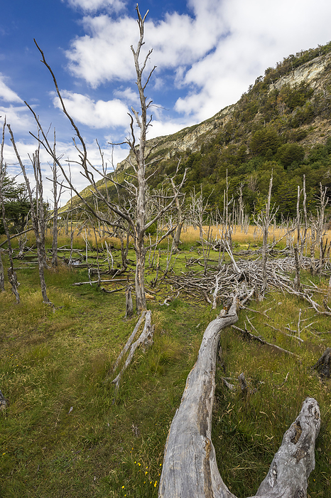Beaver trail  castorera  and area of beaver dams, Tierra del Fuego National Park, Patagonia, Argentina Beaver trail  castorera  and area of beaver dams, Tierra del Fuego National Park, Patagonia, Argentina, South America, by Jan Miracky