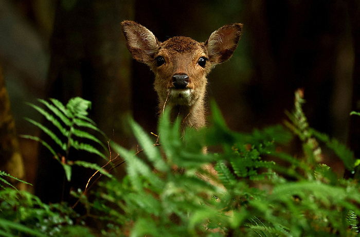 Yakushika deer inhabiting the western forest road in the World Natural Heritage registered area. Yakushima sika deer inhabit the western forest road in the World Natural Heritage registered area. The number of these deer has been declining naturally in recent years.