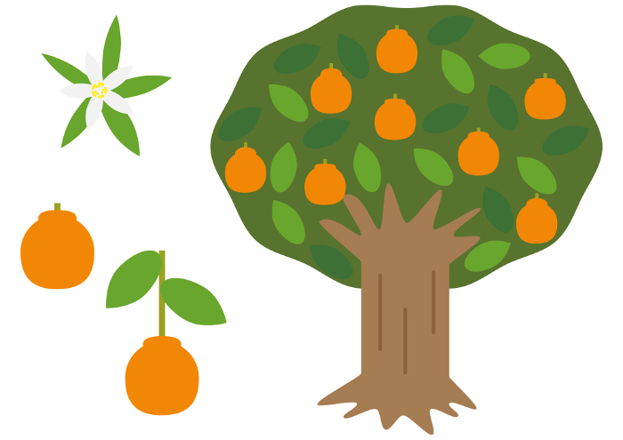 Illustration set of Shiranui (dekopon) tree and flower or fruit