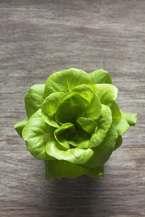 lettuce Lettuce, close up