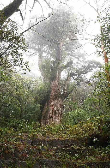 Jomon cedar  Cryptomeria japonica  Jomon cedar, discovered on May 28, 1966, in Yakushima Town, Japan.