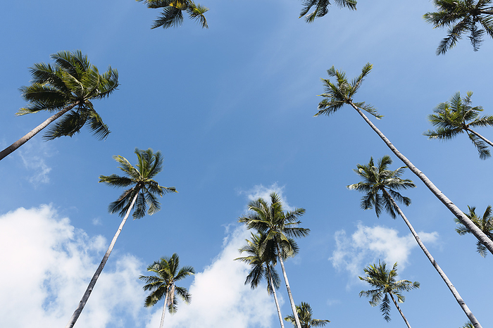 Tall tropical palm trees under blue sky