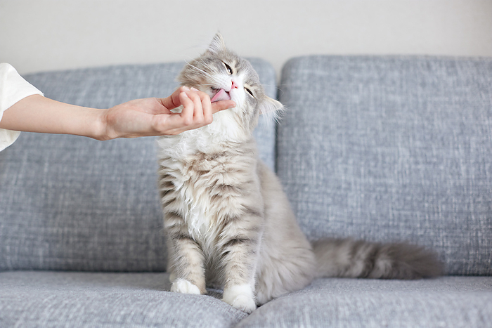 Finger licking cat