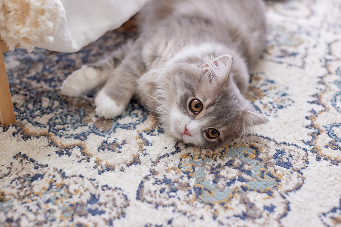 Cat relaxing on the carpet