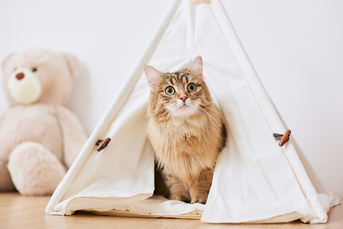 Cat peeking out of tent