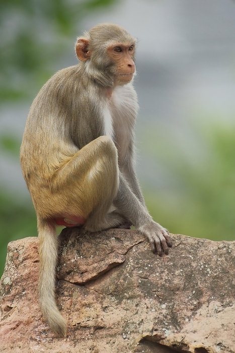 rhesus monkey  Macaca mulatta  Rhesus macaque  Macaca mulatta  sitting on a rock, captive