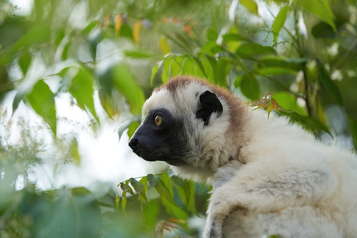 Beloushifaka There are nine species of sifaka. 1 9 of them Verreaux s sifaka Verreaux s sifaka Photo by S.Asao