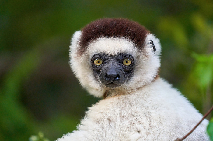 Beloushifaka There are nine species of sifaka. 1 9 of them Verreaux s sifaka Verreaux s sifaka Photo by S.Asao