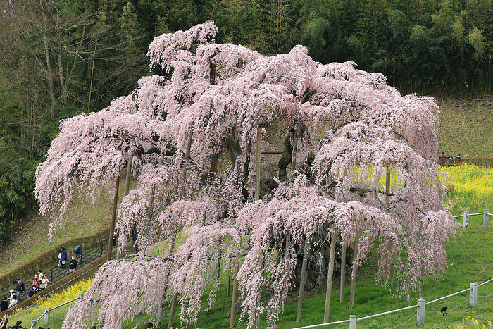 Miharu-no-taki cherry blossoms, Fukushima Prefecture