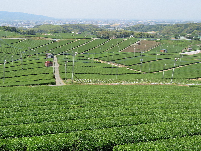 Yame Central Grand Tea Garden, which can be viewed from the observatory Yame Central Grand Tea Garden, which can be viewed from the observatory, in Yame City at 11:01 a.m. on May 11, 2023  photo by Kazuya Inoue.