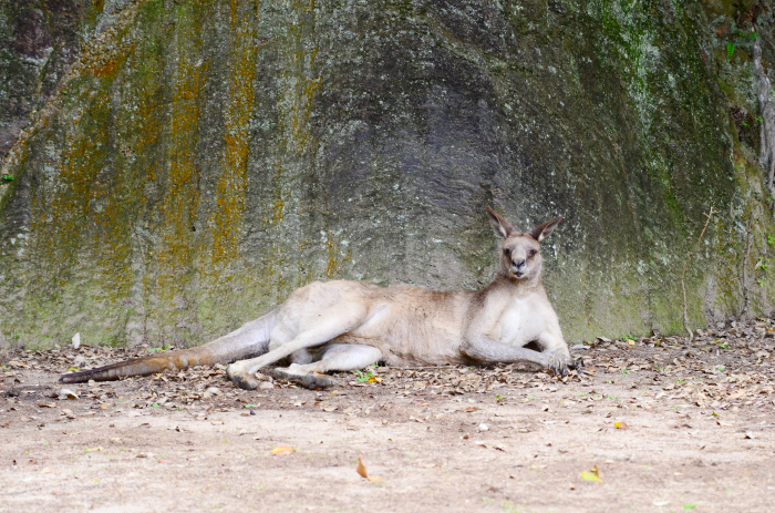 Lying kangaroo