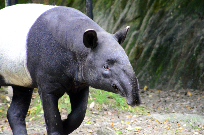Malayan tapir (Tapirus indicus)