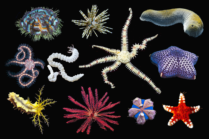Various echinoderms, composite image Various echinoderms from the Indo Pacific, composite image. Echinoderms are marine invertebrates that have a five fold symmetry., by GEORGETTE DOUWMA SCIENCE PHOTO LIBRARY