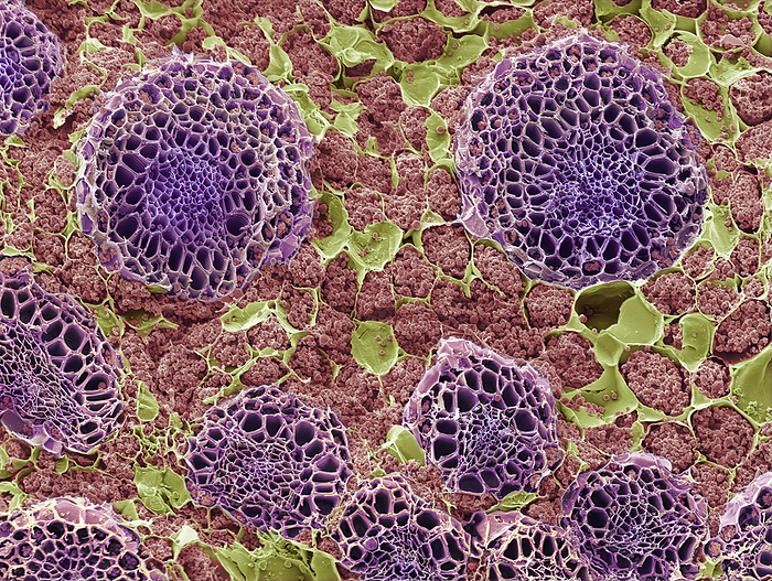 Dicot storage root, SEM Dicot storage root, coloured scanning electron micrograph  SEM . A fracture through a dicot root showing starch storage and vascular bundles. The starch grains are within the cellulose cell wall compartments. The stored starch grains are called amyloplasts. Starch is the predominant form of carbohydrate found in a variety of root crops. Starch is synthesized from sucrose, a sugar formed in the leaves during photosynthesis   transported to the root via the phloem. All plant seeds and tubers contain starch that is present as amylose and amylopectin. Starch is an important food resource for humans and is cultivated as a crop. A vascular bundle is a part of the transport system in vascular plants. The transport itself happens in vascular tissue, which exists in two forms: xylem   tracheids, larger vessels  and phloem  sieve tubes, smaller tubes  . Magnification: x25 at 10 centimetres wide., by STEVE GSCHMEISSNER SCIENCE PHOTO LIBRARY