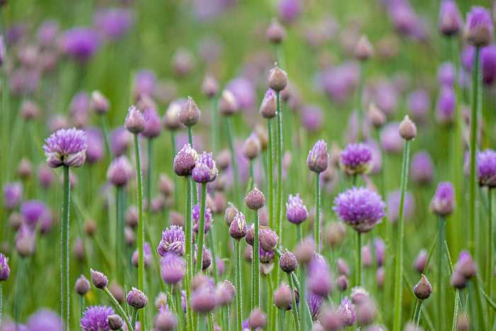 Chive  Allium schoenoprasum  flowers Chive  Allium schoenoprasum  flowers., by Preston Keres FPAC US DEPARTMENT OF AGRICULTURE SCIENCE PHOTO  LIBRARY