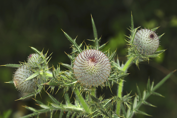 Woolly thistle  Cirsium eriophorum  Woolly thistle  Cirsium eriophorum  flower buds, Dorset, England, UK, in July., by COLIN VARNDELL SCIENCE PHOTO LIBRARY