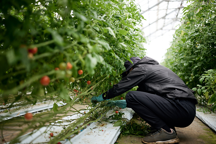 A farm woman harvesting tomatoes