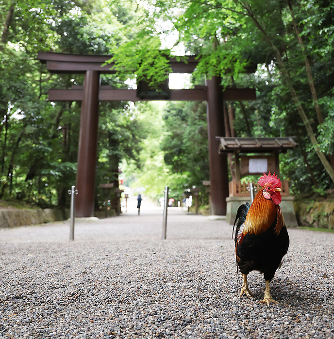 Ishigami Jingu Shinko June 6, 2023 Ishigami Jingu Shrine Chickens Chickens Shinkori Location Tenri City, Nara Prefecture