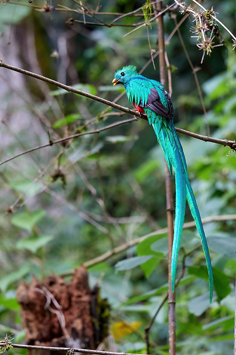 Quetzal  male  Quetzal Quetzal by S. Asao